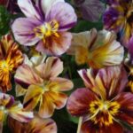 Viola cornuta 'Brush Strokes'-20707