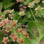 Bupleurum longifolium 'Bronze Beauty'-20699
