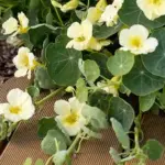 Tropaeolum majus 'Milkmaid'-20644