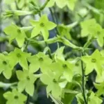 When the flowers open they will pour out their scent. They also make a wonderfully long lasting cut flower.