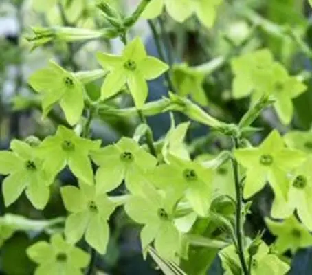 When the flowers open they will pour out their scent. They also make a wonderfully long lasting cut flower.