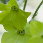 Their subtly scented presence is reminiscent of a refreshing mojito on a warm summer evening.