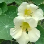 Tropaeolum majus 'Milkmaid'-20645