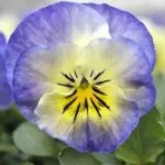 Viola hybrida 'Sorbet F1 Neptune'-0