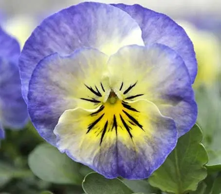Viola hybrida 'Sorbet F1 Neptune'-0