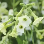 The flowers are white-faced with pale chartreuse throats and outer petals.