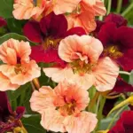 'Sahins Rumba' is known for its free-flowering habit and jewel-toned flowers.