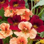 'Sahins Rumba' is known for its free-flowering habit and jewel-toned flowers.