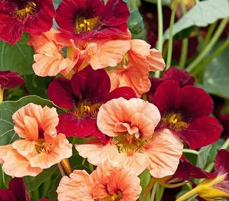 'Sahins Rumba' is known for its free-flowering habit and jewel-toned flowers.