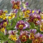 Viola cornuta 'Brush Strokes'-20708