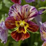Viola cornuta ‘Brush Strokes’ has been carefully selected from a treasured collection of historic strains.