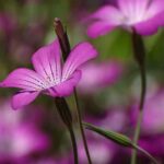Agrostemma githago, Corncockle, Organic-0
