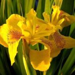 Iris pseudacorus is a wetland plant that is especially showy during its blooming period