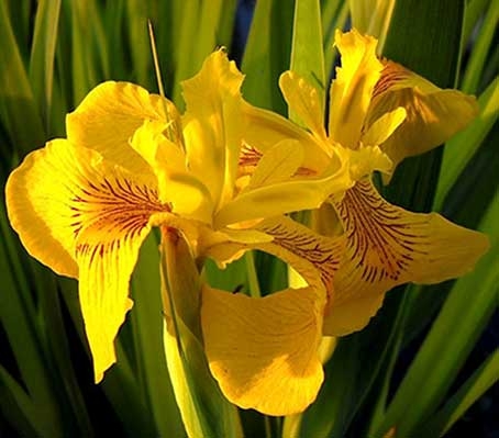 Iris pseudacorus is a wetland plant that is especially showy during its blooming period