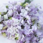 The flowers are pale cream, gently flushed and veined with lilac and lavender.