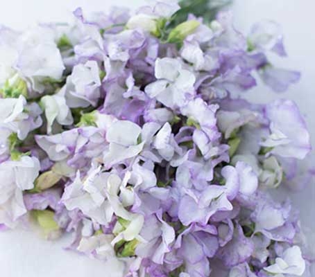 The flowers are pale cream, gently flushed and veined with lilac and lavender.
