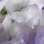 ‘Butterfly’ has a delicate beauty that stands out among the bolder varieties.