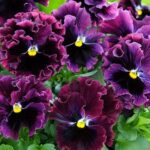 With petals richly ruffled and edges frilled, the blooms resemble plush velvet.