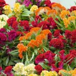 From sunny yellow and soft salmon to vibrant orange, pink, and red.