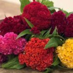 Its bold, crested flowerheads are velvety to the touch, long-lasting, and retain their colour well,