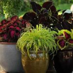 Coleus 'Chocolate Covered Cherry' - a single plant in a pot is enough to provide season-long interest.