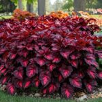 It quickly forms a neat, mounded clump, with foliage so striking it needs no flowers to steal the show.
