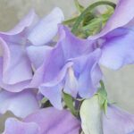 ‘Just Julia’ is a modern example of the classic Spencer Sweet Pea.