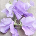 Distinguished by its glowing pink petals, with a lilac undertone.