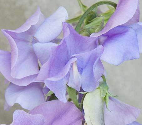 ‘Just Julia’ is a modern example of the classic Spencer Sweet Pea.