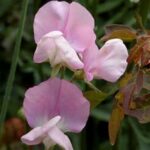 Strongly perfumed, it captures the nostalgic fragrance for which the old Grandifloras are so cherished.