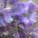 Large, frilled blooms on long, strong stems are highly recommended.