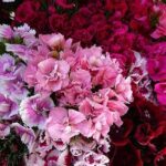 ‘Super Duplex Mix’ is a striking strain of Sweet William, bred for its exceptionally large, fully double blooms.