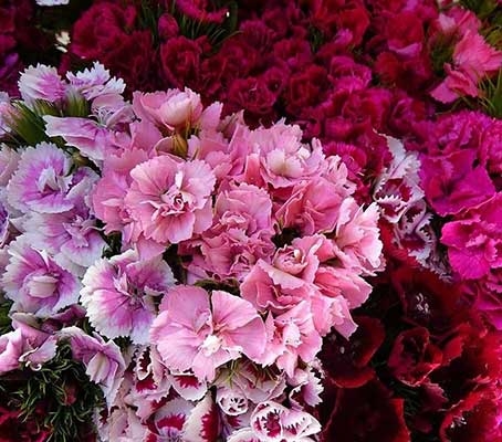 ‘Super Duplex Mix’ is a striking strain of Sweet William, bred for its exceptionally large, fully double blooms.