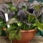 The leaves are washed deep plum-purple with green undersides and pale midribs