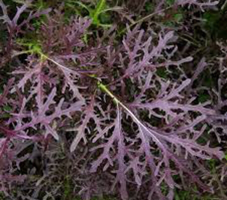 A slightly different shade, often more wine-red or purplish-green