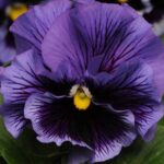 Viola wittrockiana 'F1 Frizzle Sizzle Blue' -0