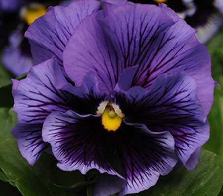 Viola wittrockiana 'F1 Frizzle Sizzle Blue' -0
