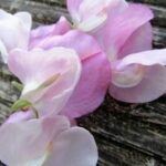 Strongly perfumed, it captures the full, nostalgic fragrance for which the old Grandifloras are so cherished.