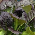 ‘Purple Osaka’ has handsome broad, slightly crinkled leaves.