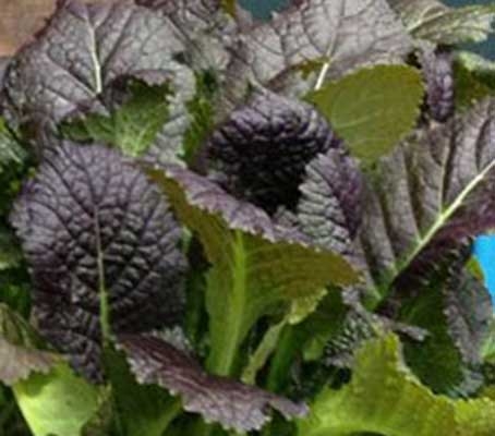 ‘Purple Osaka’ has handsome broad, slightly crinkled leaves.