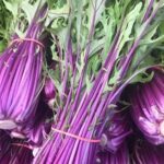 Mizuna 'Purple Stem' Organic-0