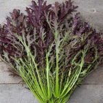 Rouge Métis is French, and it translates literally as 'Red Métis' or 'Mixed Red.'