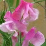 A heritage cultivar of unknown parentage, celebrated for its perfume and charm rather than its documented history.