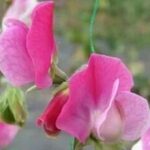 Sweet Pea 'Sicilian Fuchsia', is prized for its refined bi-colour blooms and powerful, old-fashioned scent.