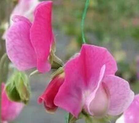 Sweet Pea 'Sicilian Fuchsia', is prized for its refined bi-colour blooms and powerful, old-fashioned scent.