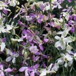 Matthiola longipetala 'Starlight Scentsation'-20728