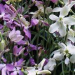 Matthiola longipetala 'Starlight Scentsation'-0