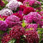 Highly fragrant, dense flower heads up to 10cm (4 in) across, have a hydrangea-like quality.