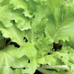 ‘Tokyo Bekana’ is a fast-growing leafy green, prized for its soft, frilly lime-green leaves and crisp white stems.