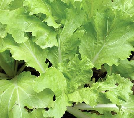 ‘Tokyo Bekana’ is a fast-growing leafy green, prized for its soft, frilly lime-green leaves and crisp white stems.